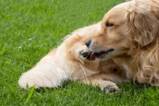 Hotspot beim Hund: Juckreiz